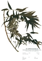 藏品(黃連木)的圖片